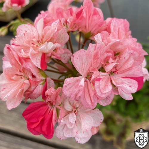 Pelargonium 'Diane Louise' - Pelargoon 'Diane Louise' P9/0,55L